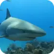 Shark Live Wallaper