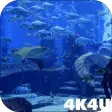 4K Aquarium Tank Video Live Wallpaper