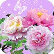 Icon of program: Pictures of Flowers App