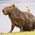 Capybara Squeak Soundboard