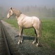 Icon of program: Warmblood Redemption