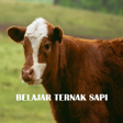 Icon of program: Belajar ternak sapi