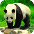 Icon of program: Giant Panda Live Wallpape…