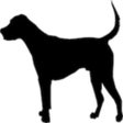 Ícone do programa: Dogs - Quiz
