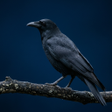 プログラムのアイコン：Crow Sounds