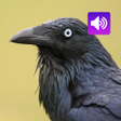 Program simgesi: Crow Sounds