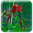 Ícone do programa: Parrot Live Wallpaper