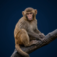 Symbol des Programms: Monkey Sounds