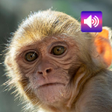 Symbol des Programms: Monkey Sounds