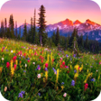 程序图标：Mountain Flowers Live Wal…