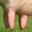 Ícone do programa: Milk it Cows goats elepha…