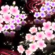 -Starry Sakura- Theme HOME