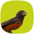 プログラムのアイコン：Curió Campeão
