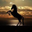 Icon of program: Cute Horses