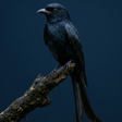 Ikona programu: Drongo Bird Sounds