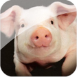Icon of program: Farm Animals