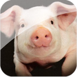 程序图标：Farm Animals