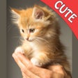 Icon of program: Cute Cats Memory Match Ga…