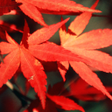 Icon of program: Autumn Live Wallpaper