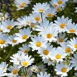 Icoon van programma: Daisy Wallpapers
