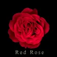 Red Rose Theme HOME