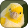 Canary bird sound icon