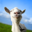 Icon of program: Goat Simulator