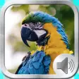 Birds Sounds and Music