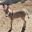 程序图标：Donkey Wallpapers HD