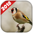 程序图标：Goldfinch singing