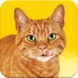 Иконка программы: Call Your Cat