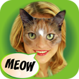 Иконка программы: Look Like Cat