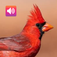 Programikonen: Cardinal bird sounds