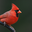 Cardinal bird sounds APK for Android - Download