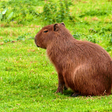 プログラムのアイコン：Capybara Wallpapers