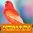 Icon of program: Master Kicau Kenari