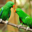 程序图标：Parrot Wallpaper Hd