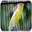 Icon of program: Learn About Canary Bird
