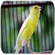 Learn About Canary Bird
