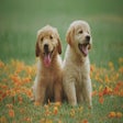Icon of program: Cute Dog Puppies