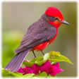 程序图标：Bird Puzzle