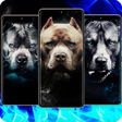 Programın simgesi: Pitbull Wallpaper