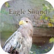 Ikon program: Eagle sounds  Bald Sound