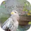 Eagle sounds  Bald Sound