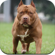أيقونة البرنامج: Pitbull Dog Wallpaper 4K