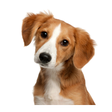 Icon of program: صدای حیوانات  آموزش کودکا…
