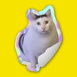 Icoon van programma: Cat Meme Stickers: Catick…