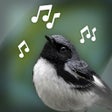 Icoon van programma: Bird Sounds Relax