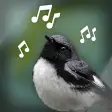 Bird Sounds Relax