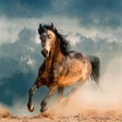 程序图标：Horse Wallpapers  Backgro…